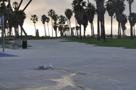 Venice Beachfront