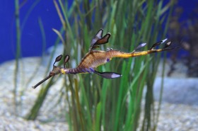 Seahorse