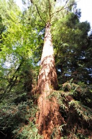 Giant Redwood