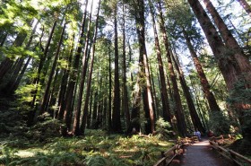 Giant Redwoods