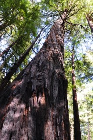Giant Tree