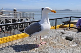 Seagull on Alcatraz