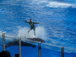 Dolphin Show at SeaWorld