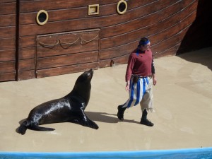 Sea Lions at SeaWorld