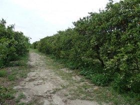 Orange Grove