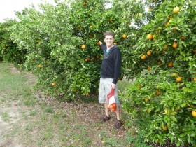 Paul picking oranges