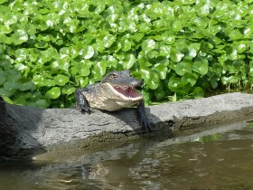 Baby Gator