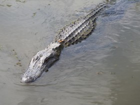 6ft Gator