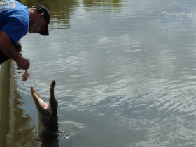 Tour Guide feeding Gator!