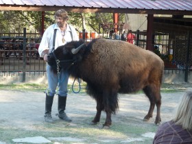 Cowboy and his Buffalo