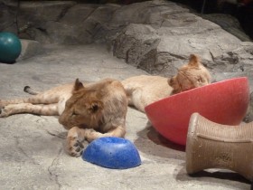 Lion Habitat at MGM