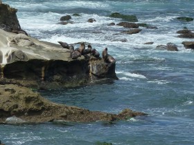 Sea Lions on the Rocks