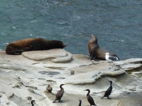 Sea Lions on the Rocks