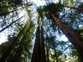 Beautiful Redwoods