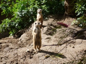 Compare the meerkat.com