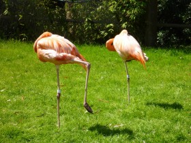 Flamingo's