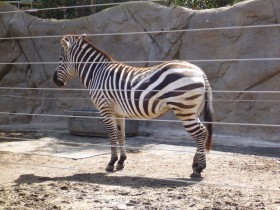 Zebra