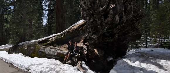 Fallen Tree