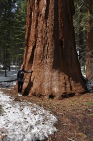 Giant Sequoia