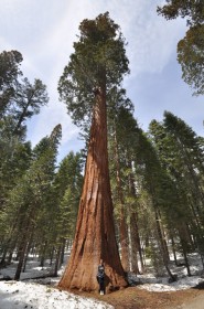 Giant Sequoia