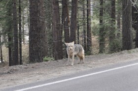 Wolf on the Road