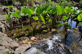 Taro Plants in Iao Valley