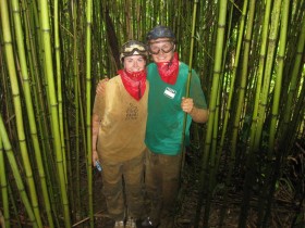 Bamboo Forest