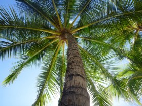 Palm Tree