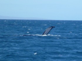 Hump Back Whale