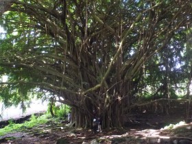 Huge Tree at Rainbow Falls