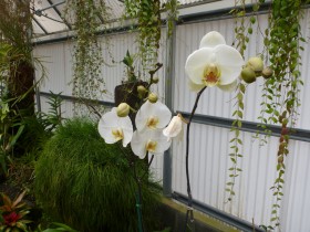 Orchids