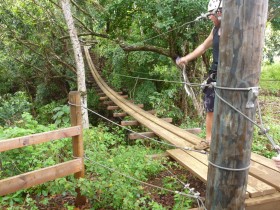 Bridge in Forest