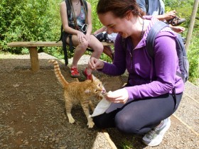 Hungry Kitten!