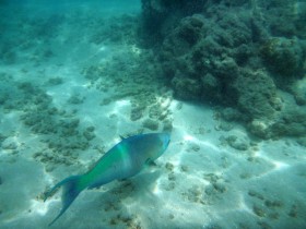 Parrot Fish