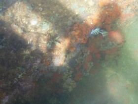 USS Arizona Under the Water