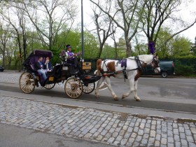 Horse in Central Park